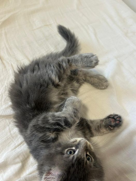 Gatinho  Maine Coon