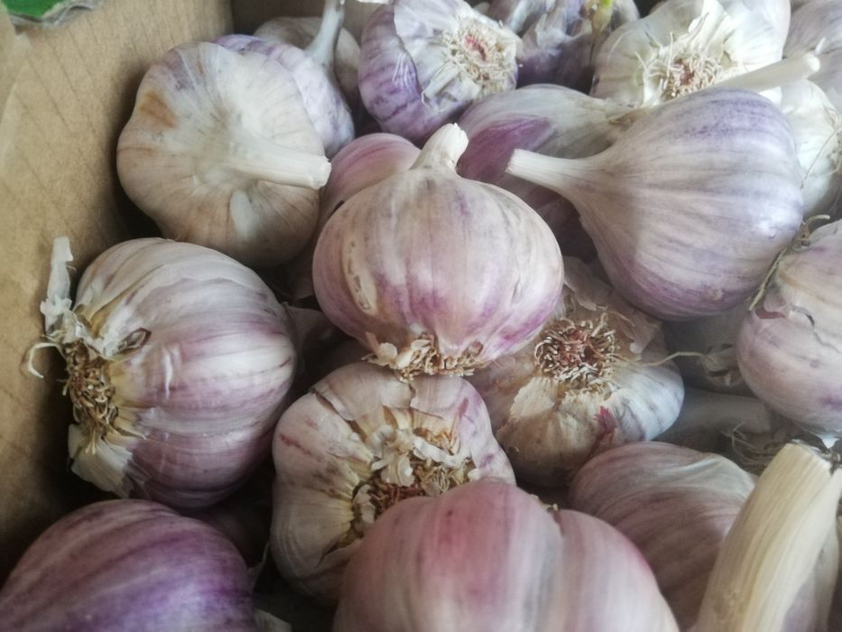 Czosnek zimowy Harnaś do sadzenia i jedzenia