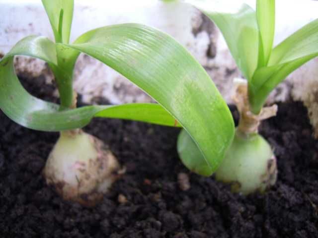 индийский лук -2 и золотой ус Лечебный