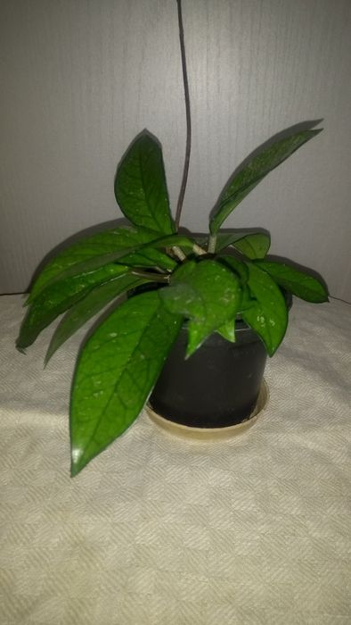Geranium reo hoja