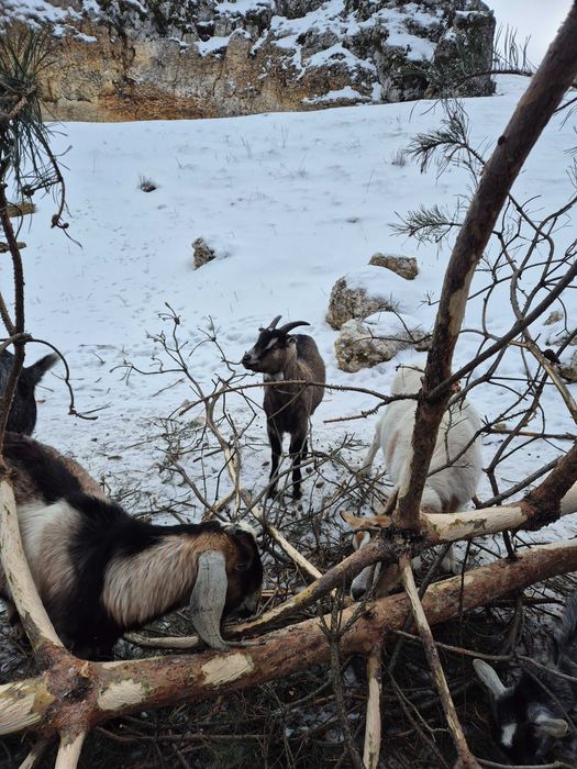 Sprzedam kozy Ryczów koło Ogrodzieńca