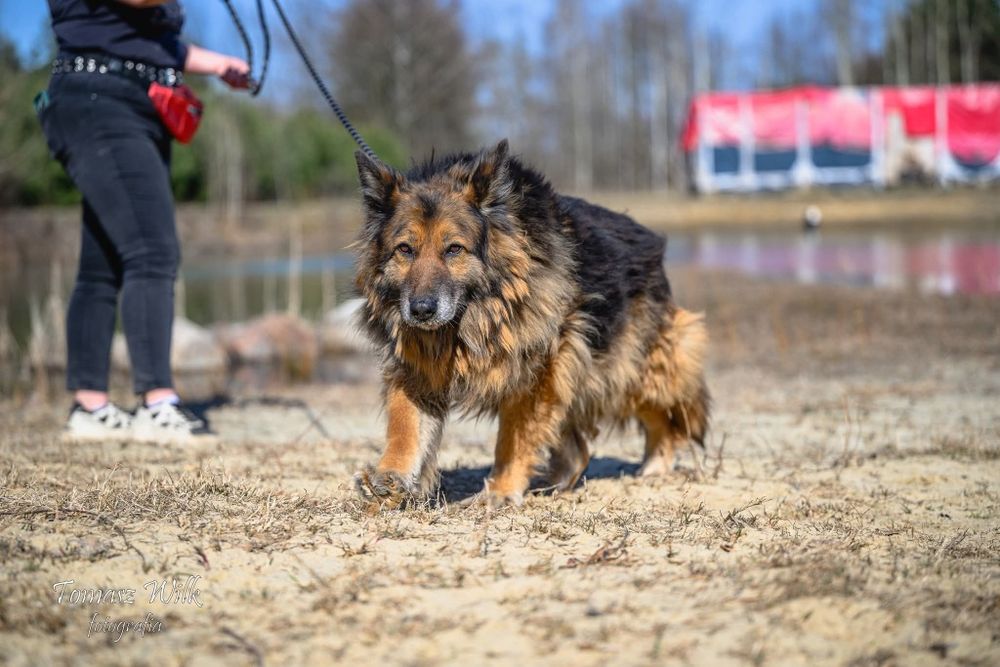 Babuleńka Ważka - owczarkowata suczka o smutnych oczach poleca się do adopcji