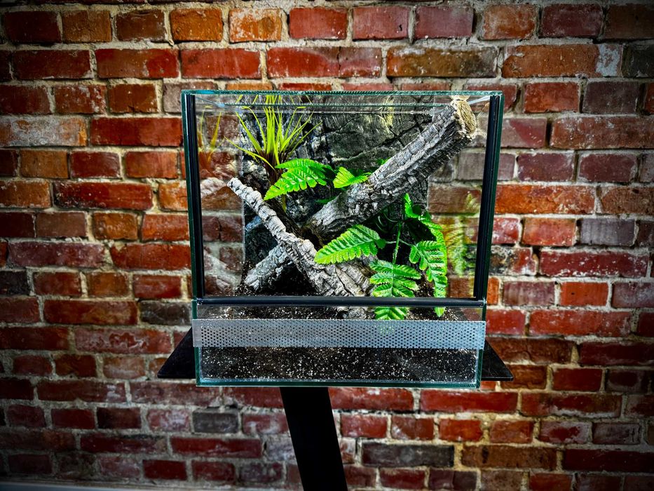 Terrarium szklane z leśnym wystrojem 30x30x30 cm. AlleTerra dla pająka