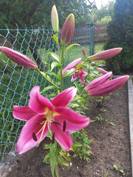 Działka ROD Wronki Borek