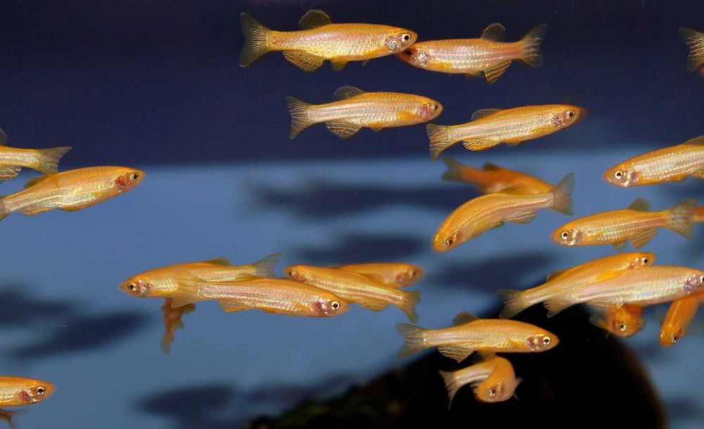 Danio pręgowany odmiana GOLD - Brachydanio zebra - Pręgowane - dowóz