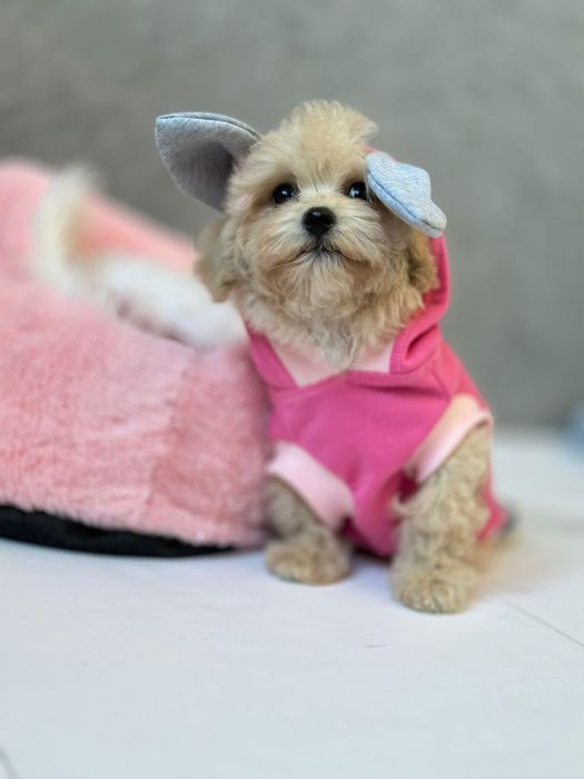 Мальтипу міні. Мальтіпу не линяють, підходять для людей в яких є алерг