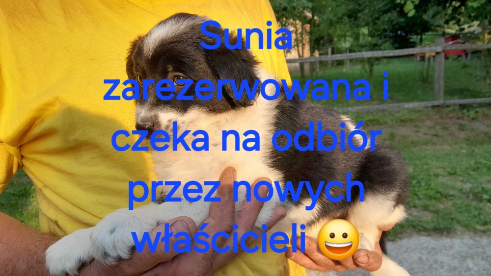 Oddam psy w dobre ręce