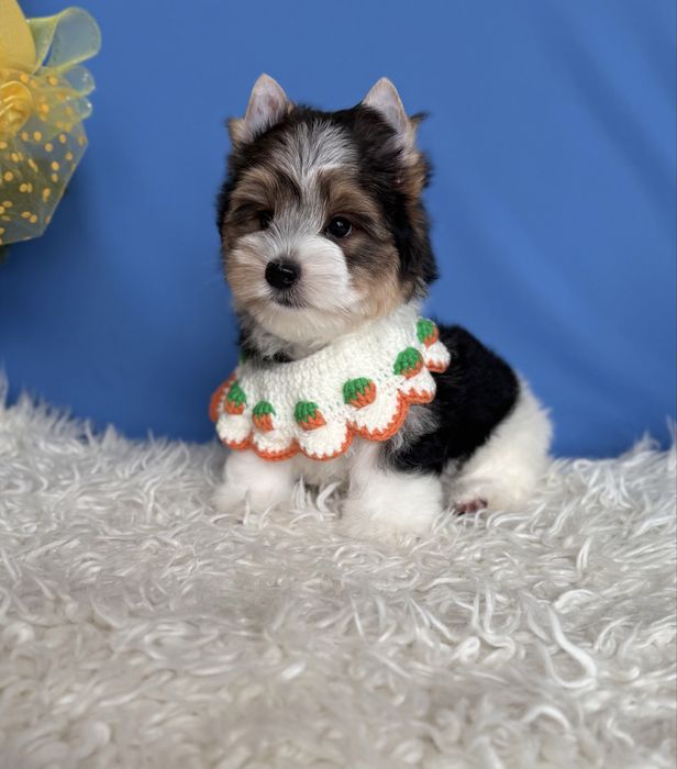 Бивер терьер мальчик