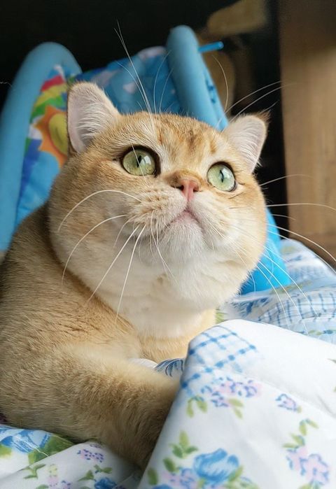 Яркий золотой медведь)Шиншила