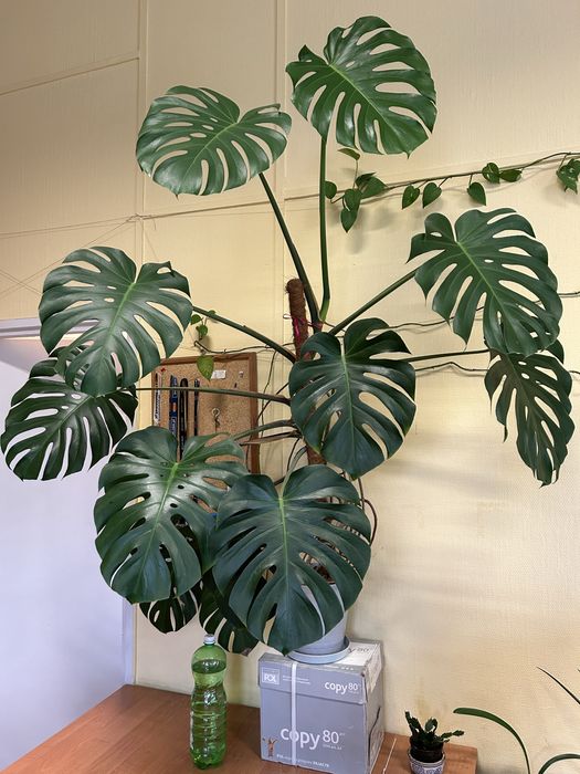 Monstera dziurawa zdrowa 13 lisci