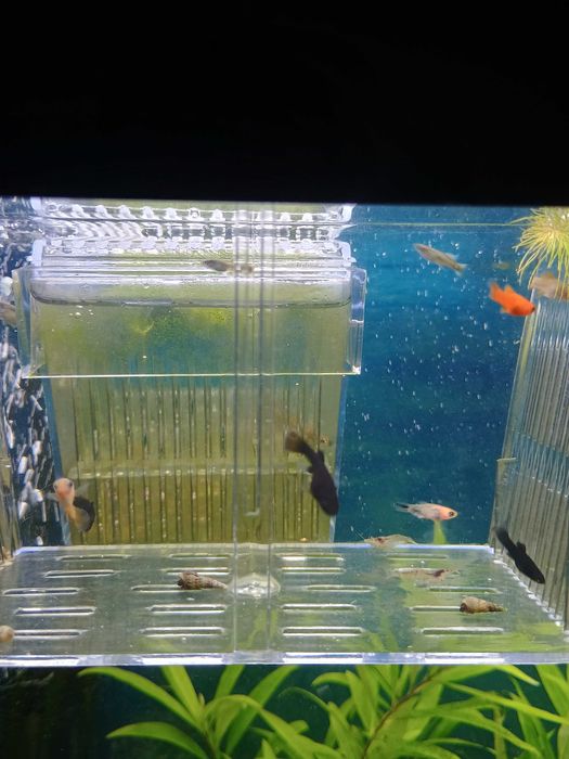 Rybki akwariowe gupik,mieczyk, molinezja 4-5cm