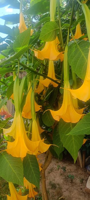 Datury, hortensje, hibiskusy i inne kwiaty ogrodowe
