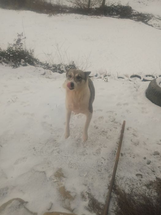 Віддам в хороші руки лайку
