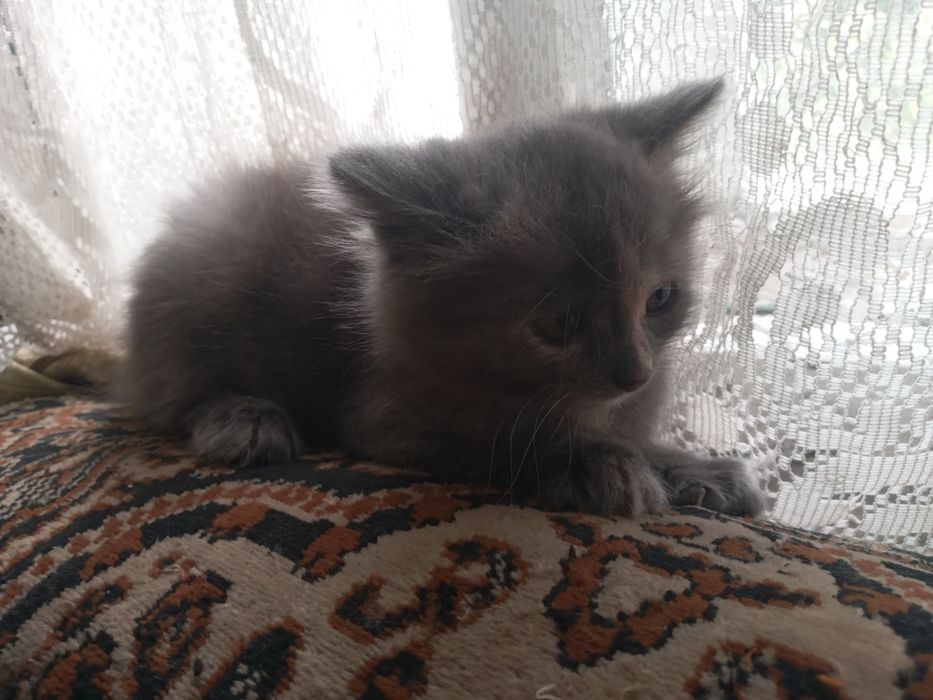 Продам британських кошенят