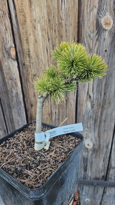 Żółta sosna szczepiona na pniu, bonsai.