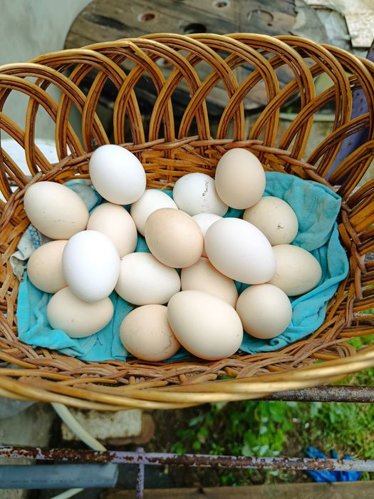 Яйцо бентамки продам