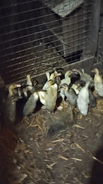 Kaczki biegusy sprzedam