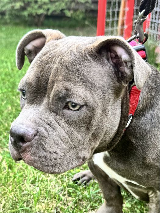Щенки American Bully Pocket — перспективные малыши от красивой пары