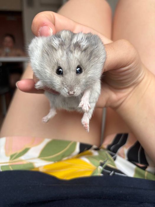 Oddam chomika za darmo