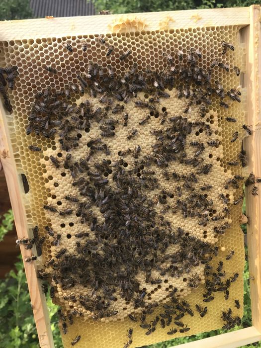 Продам Бджолопакети  (3+1)