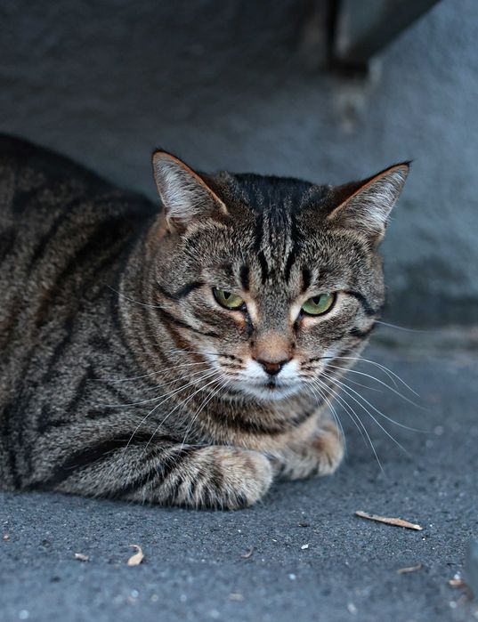 Cudna Burowatość chaty potrzebuje.