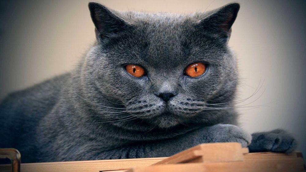 Ждём  на свидание шотландскую вислоухую кошку