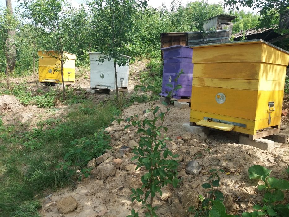 Продам вулики із бджолами