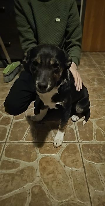 Pieski bardzo ładne