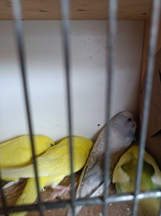 Papugi faliste nimfy 2025