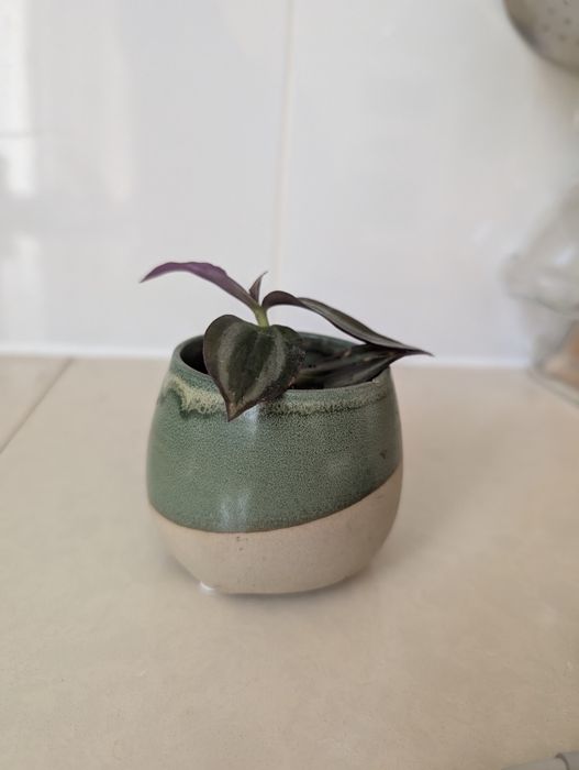 Planta Lambari Roxo
