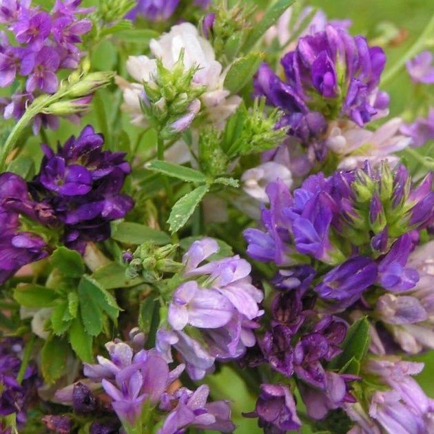 Люцерна АКЦІЯ багаторічна високовражайна на сіно або сидерат крупна колібрована насіння семена