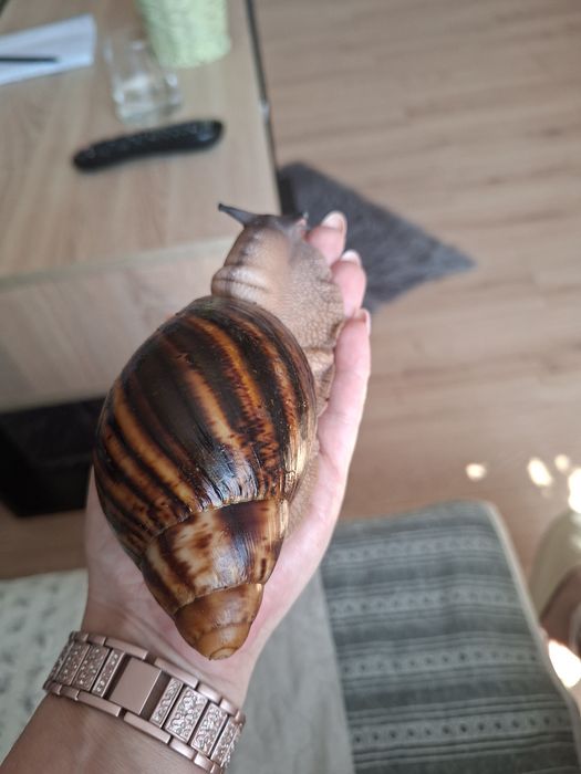 Sprzedam ślimaka Archatina marginata ovum xxl