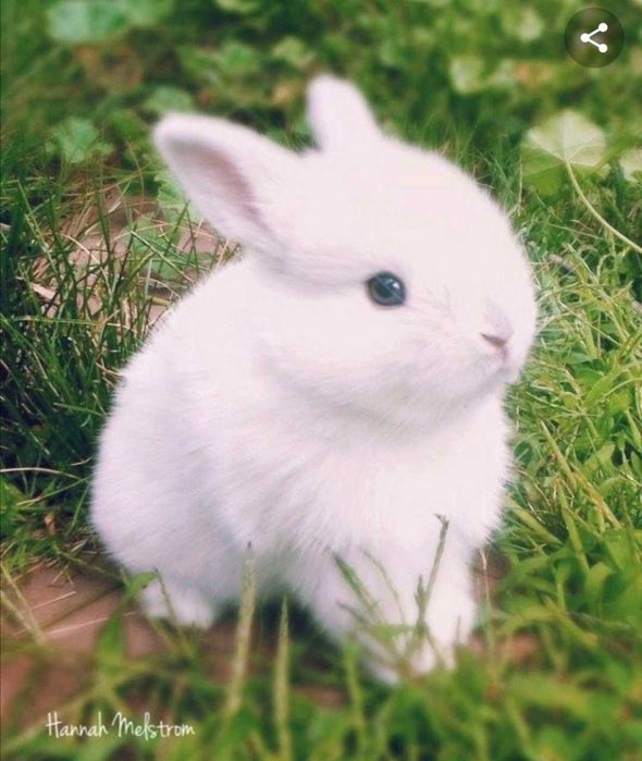 Coelhos anões +Gaiola Nova +alimentação