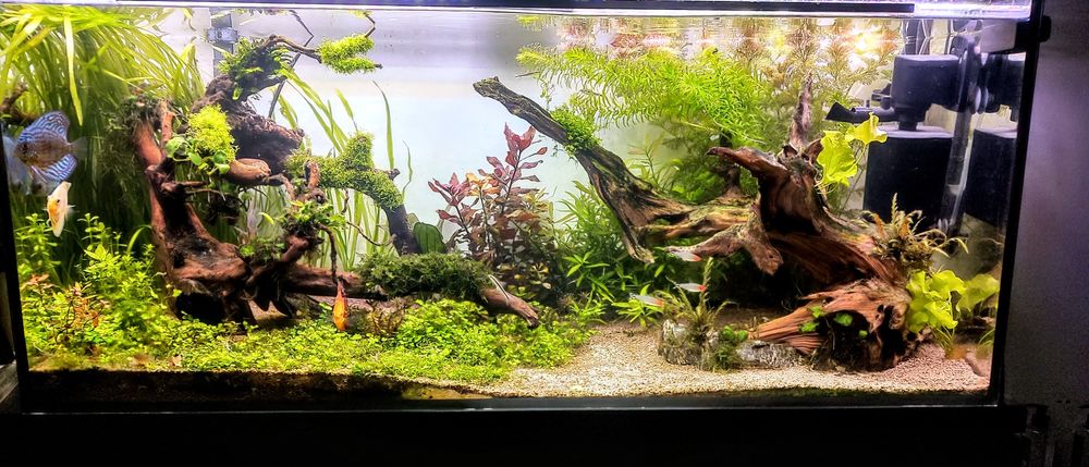 Roślinki akwariowe z przycinki