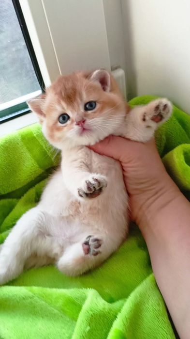 Шикарный прямоухий котик золотая шиншилла