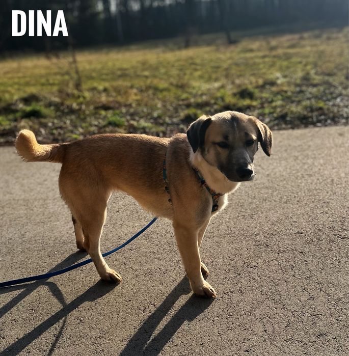 Delikatna, 12 kg suczka Dina. Adopcja