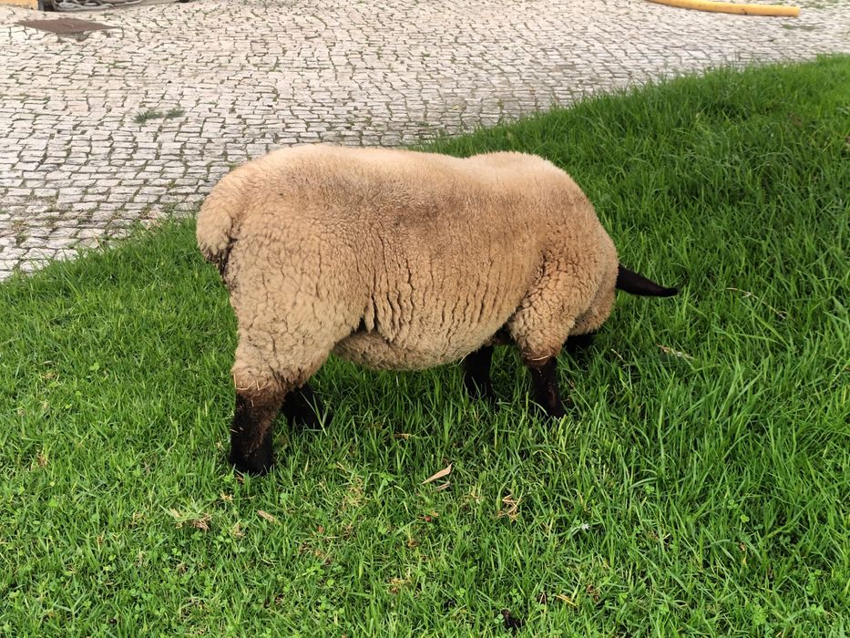 Animais de Quinta