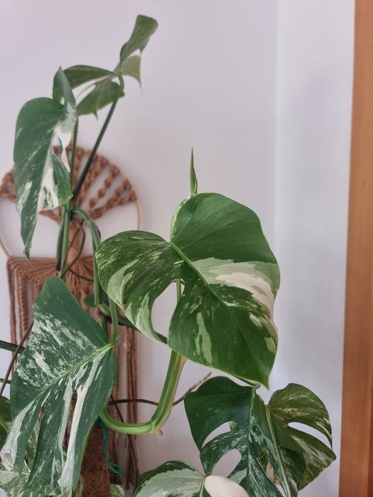 Monstera Variegata Albo Planta Grande + Oferta de Vaso Artevasi feito à mão