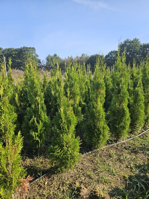Thuja Smaragd 110-150 cm