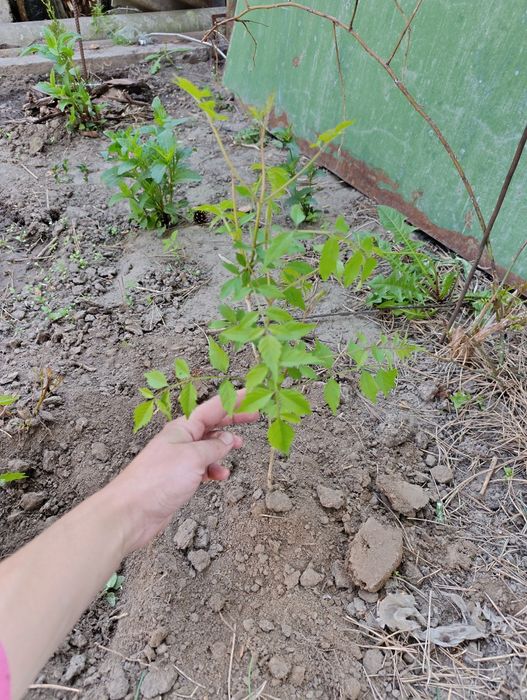 Кампсис швидкозростаюча ліана