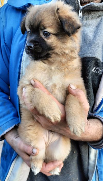 Віддам у добрі руки цуценя маленької породи (хлопчик). 
тел. 098970281