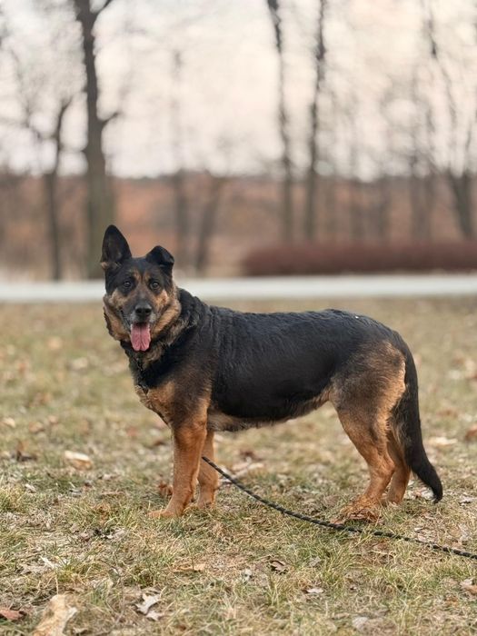 Cudowna sunia w typie ON !