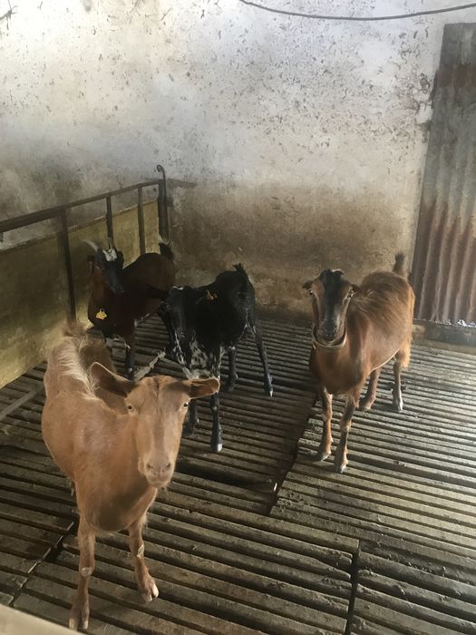 Vendo 4  cabras boas  b4