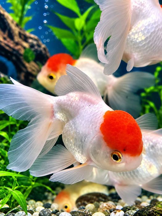 Welon Red Cap Oranda 9-12  cm