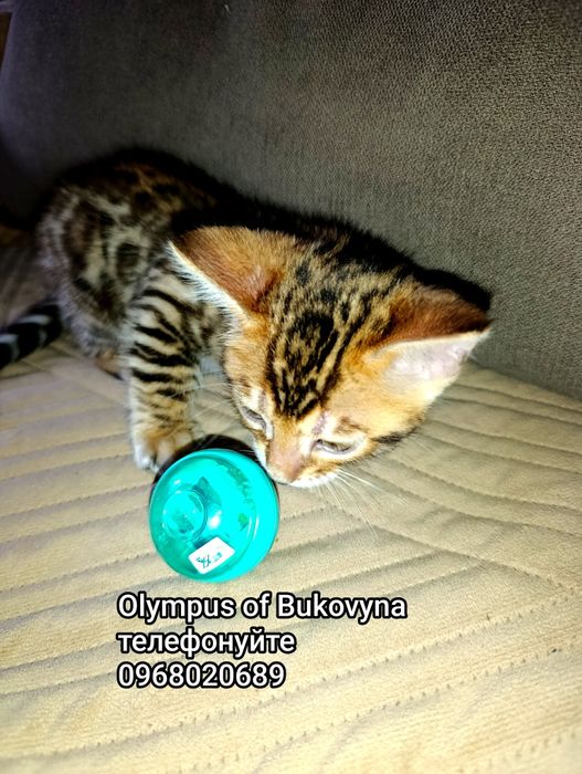 Бенгали-леопардики,
 справжне золото для вашої родини