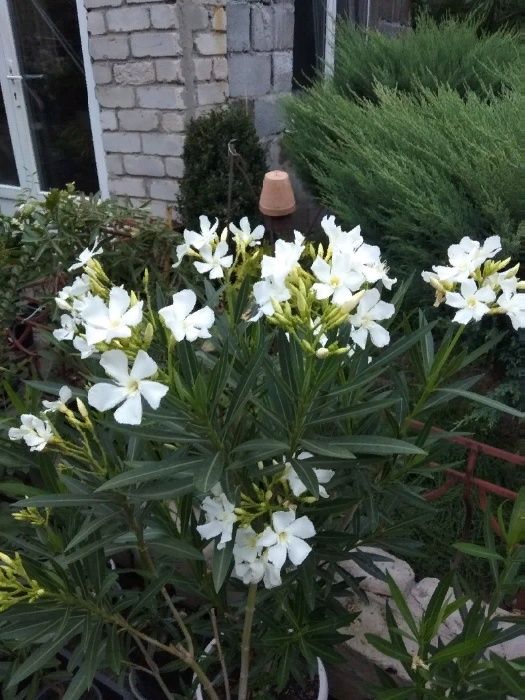 Олеандры разных цветов,лагерстремия