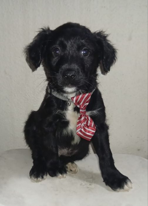 Bebé para adoção responsável