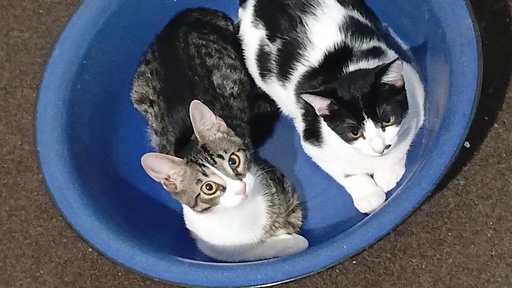 Отдаю 2 котика в хорошие руки!