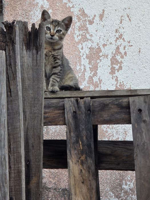 Gatinhos  para adoção