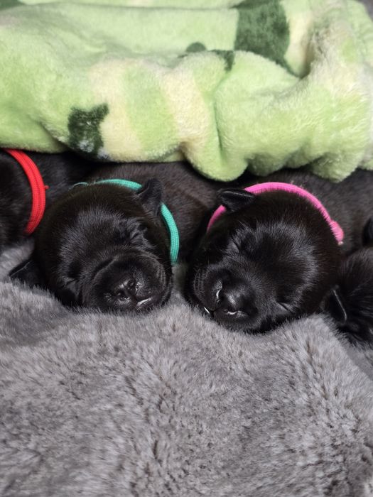 Staffordshire bull terrier,  Staffik